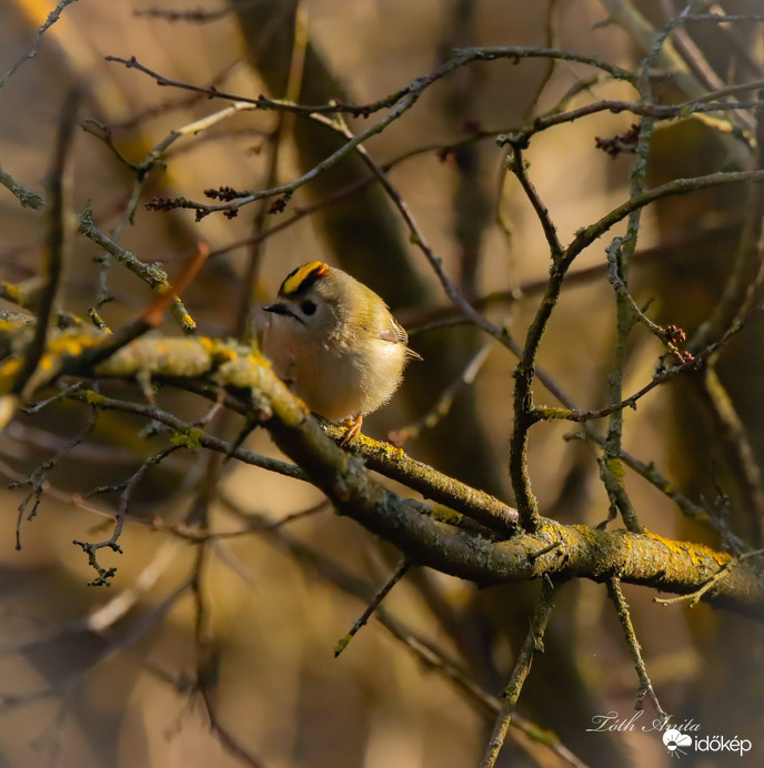 Hódmezővásárhely