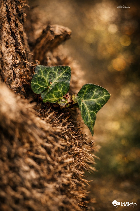 Hódmezővásárhely