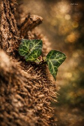 Hódmezővásárhely