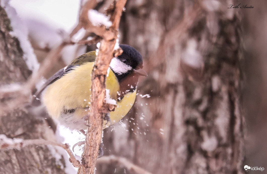 Hódmezővásárhely