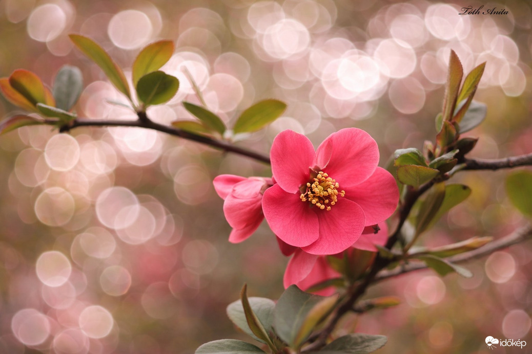 Hódmezővásárhely