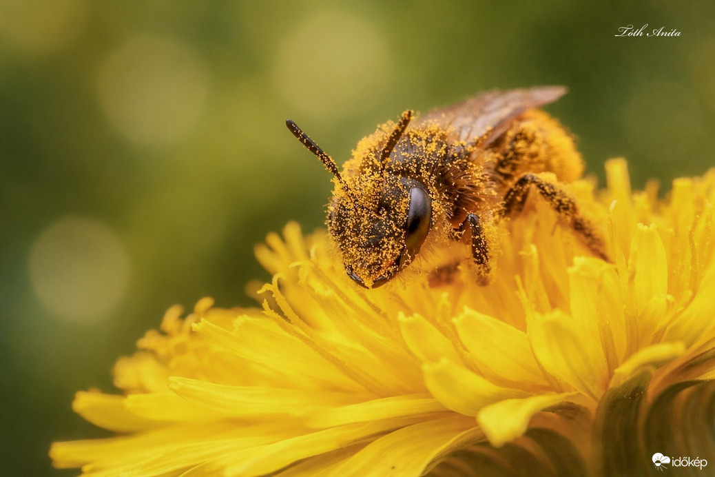 Hódmezővásárhely
