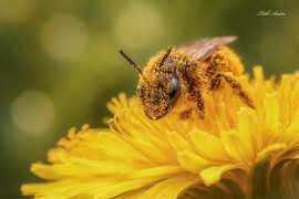 Hódmezővásárhely