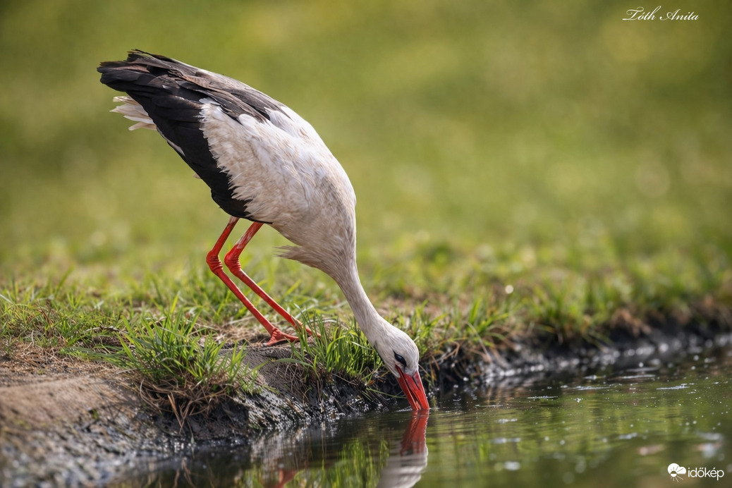 Hódmezővásárhely