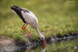 Hódmezővásárhely