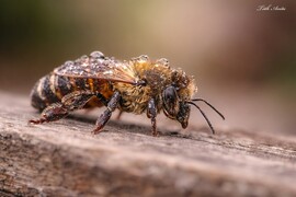 Hódmezővásárhely