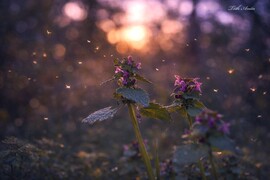 Hódmezővásárhely