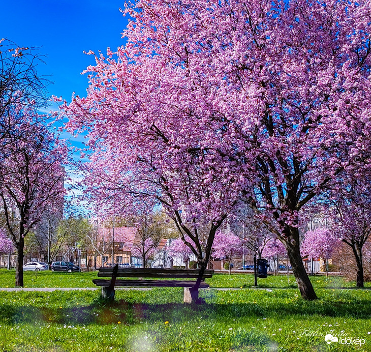 Hódmezővásárhely