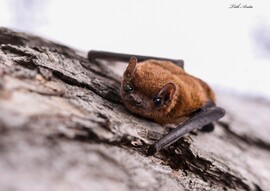 Hódmezővásárhely