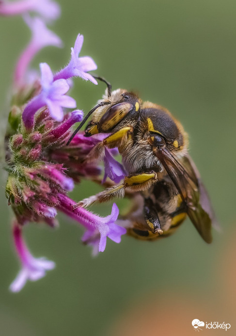 Hódmezővásárhely