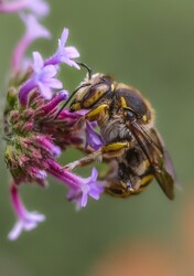 Hódmezővásárhely