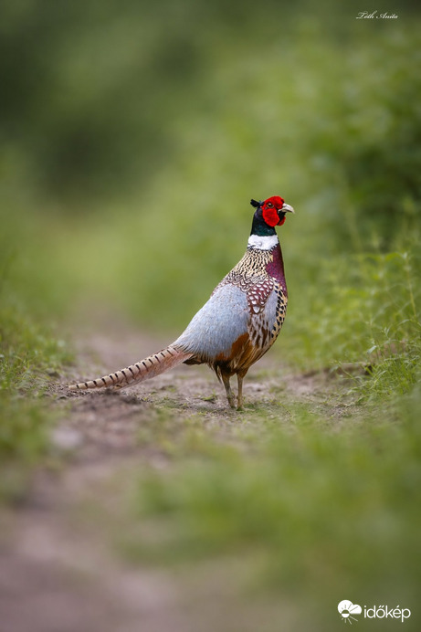 Hódmezővásárhely