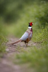 Hódmezővásárhely