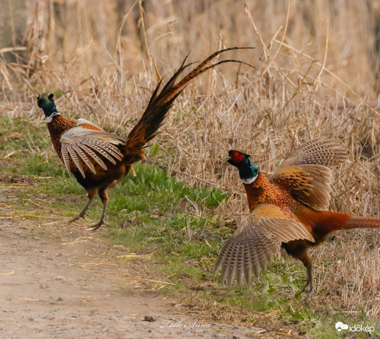 Hódmezővásárhely
