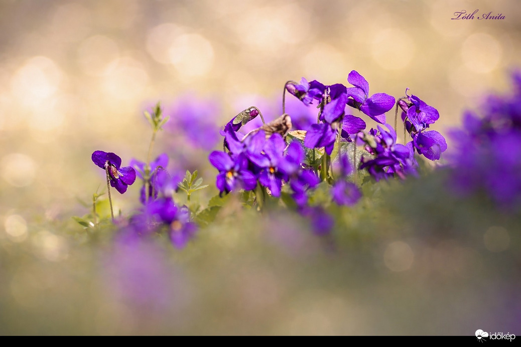 Hódmezővásárhely