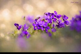 Hódmezővásárhely