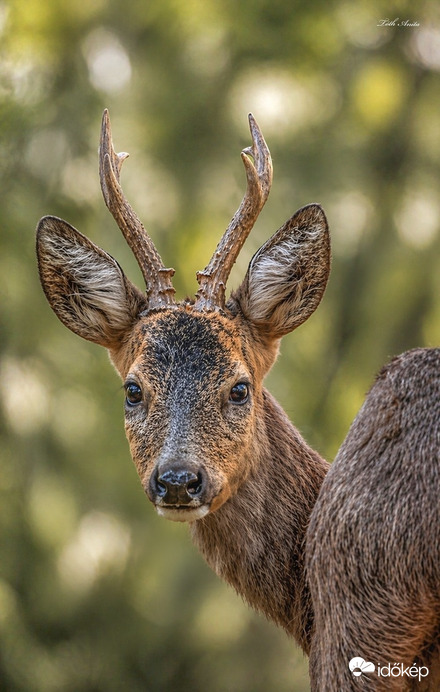 Hódmezővásárhely