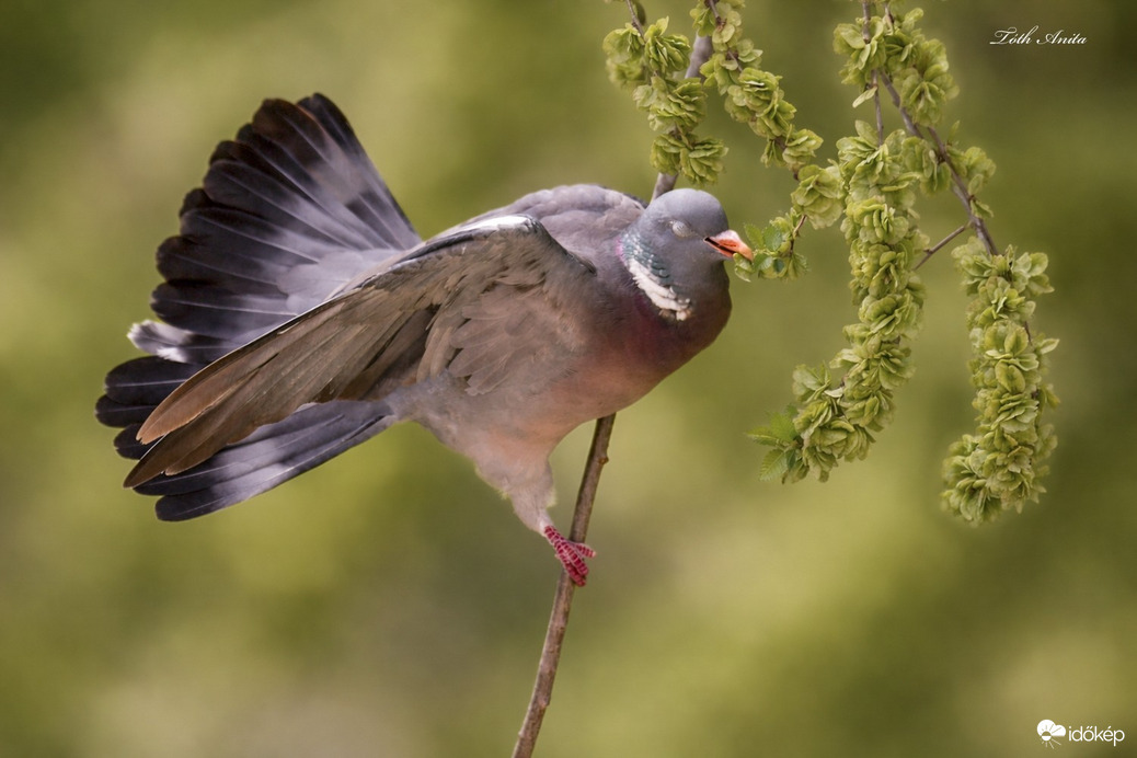 Hódmezővásárhely