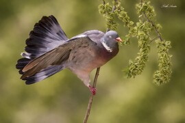 Hódmezővásárhely