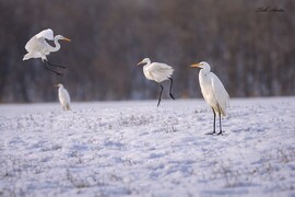 Hódmezővásárhely