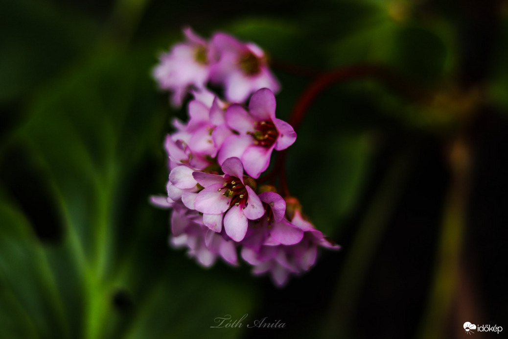 Hódmezővásárhely