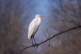 Hódmezővásárhely