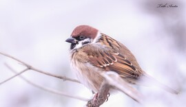 Hódmezővásárhely