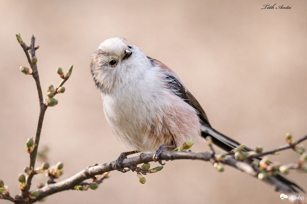 Hódmezővásárhely