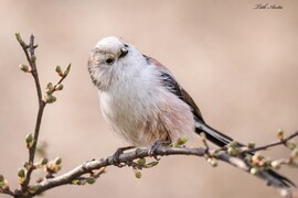 Hódmezővásárhely