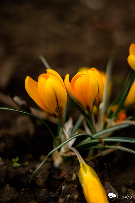 Hódmezővásárhely