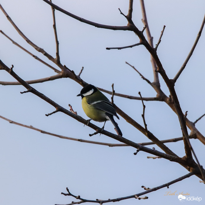 Hódmezővásárhely