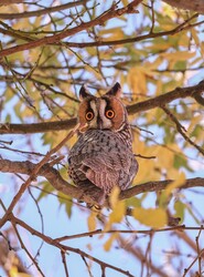 Hódmezővásárhely