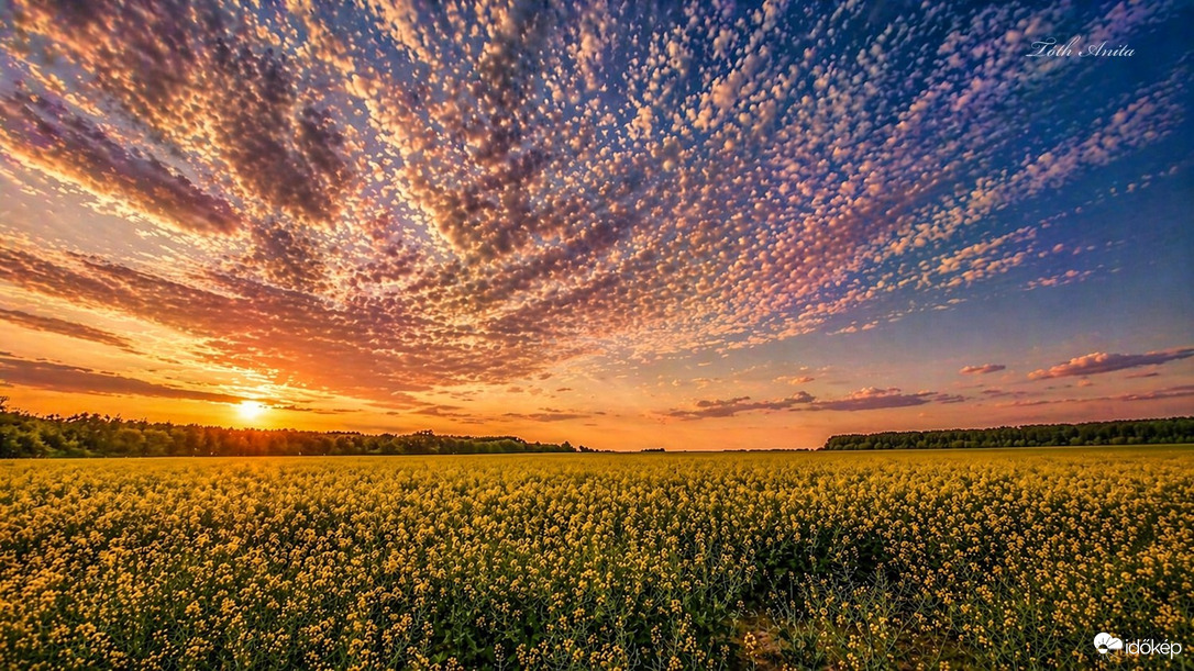 Hódmezővásárhely