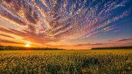 Hódmezővásárhely