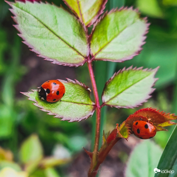 Hódmezővásárhely