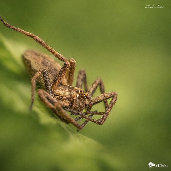 Hódmezővásárhely