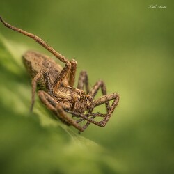 Hódmezővásárhely