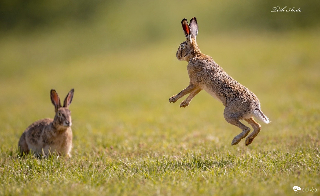 Hódmezővásárhely