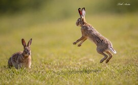 Hódmezővásárhely