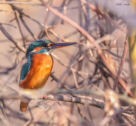 Hódmezővásárhely