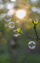 Hódmezővásárhely