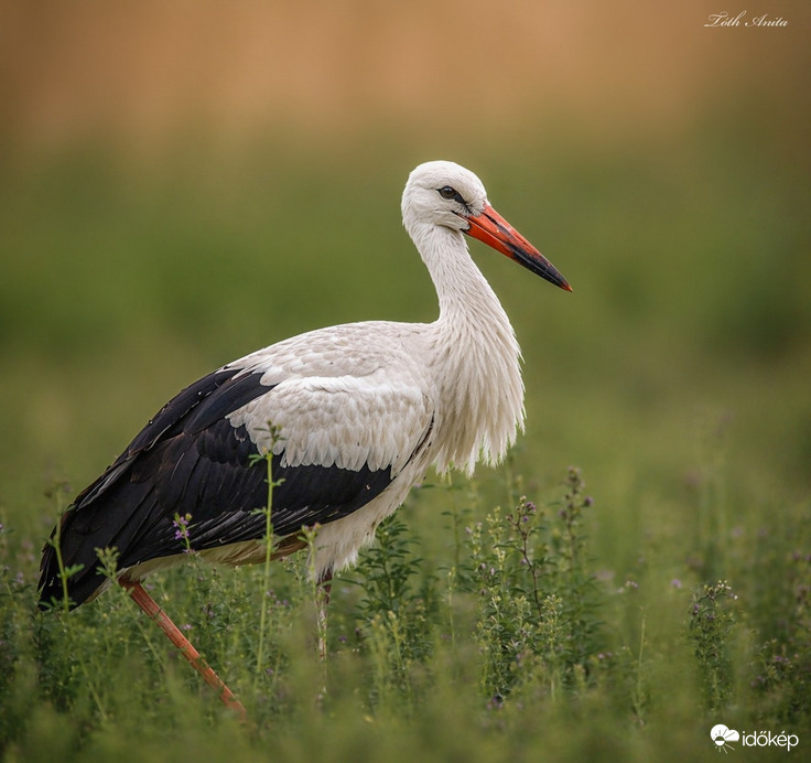Hódmezővásárhely