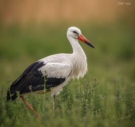 Hódmezővásárhely