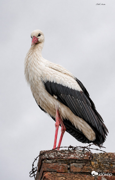 Hódmezővásárhely