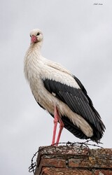 Hódmezővásárhely