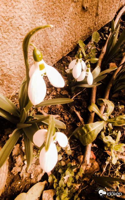 Hódmezővásárhely