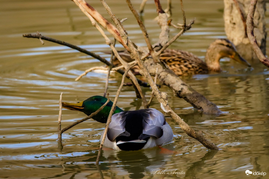 Hódmezővásárhely