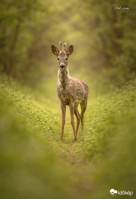 Hódmezővásárhely