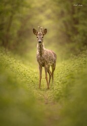 Hódmezővásárhely