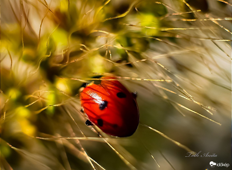 Hódmezővásárhely